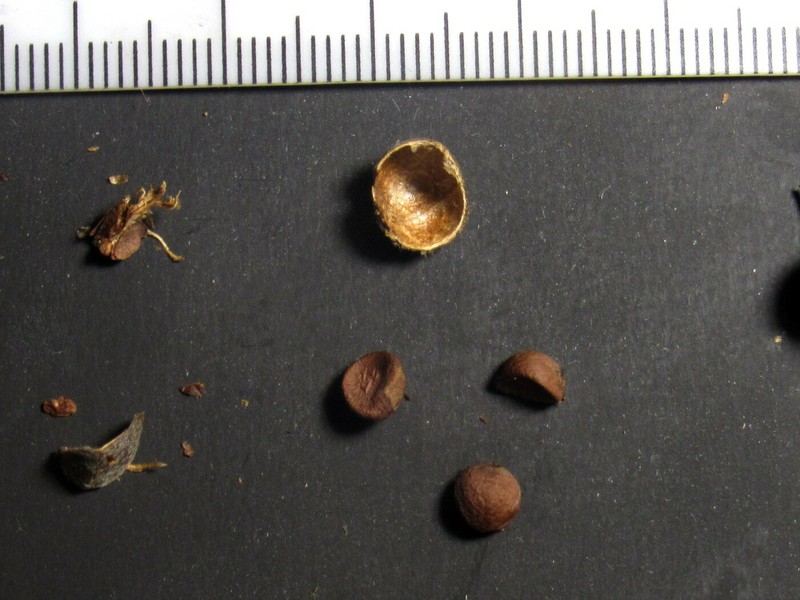 Tilia cordata subsp. nasczokinii photo 5