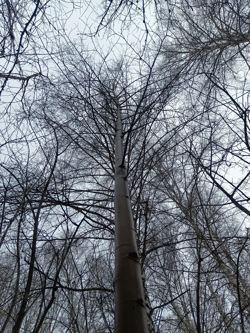 Tilia cordata subsp. nasczokinii photo 7