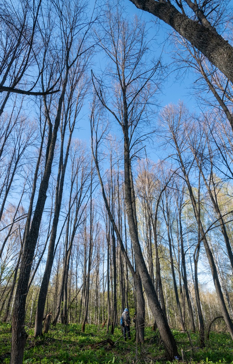 Tilia cordata subsp. sibirica