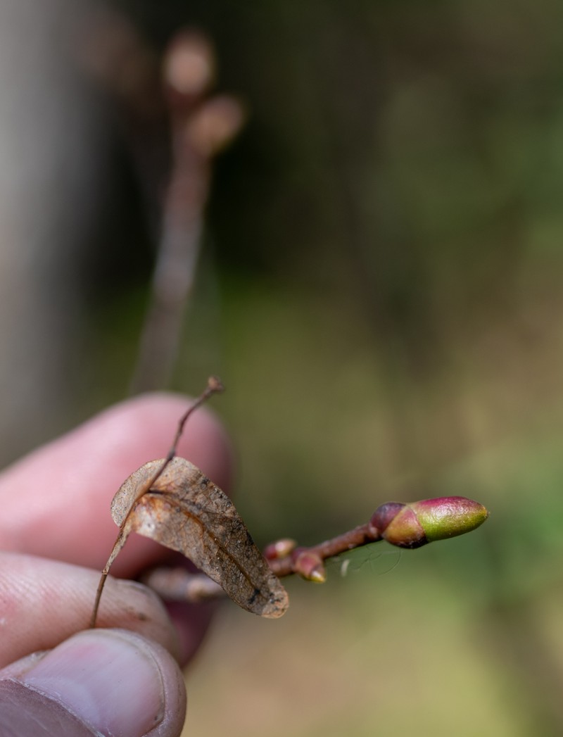 Tilia cordata subsp. sibirica photo 2