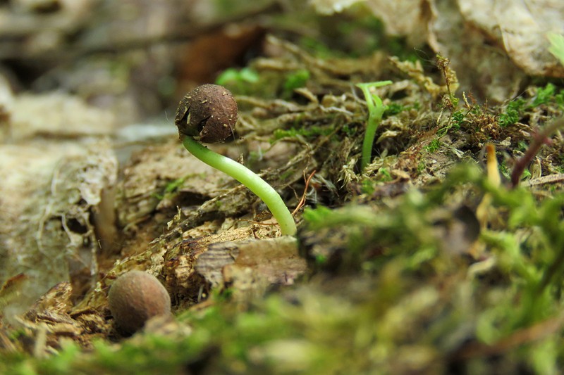 Tilia cordata subsp. sibirica photo 4
