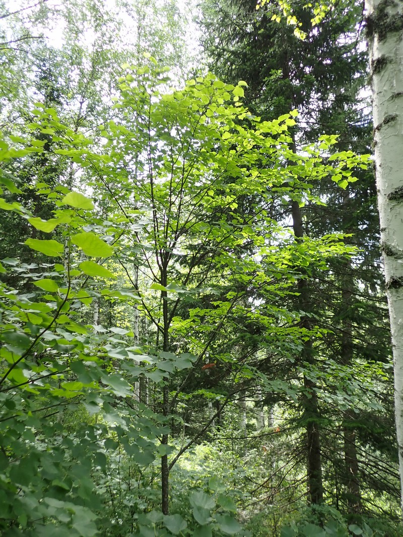 Tilia cordata subsp. sibirica photo 5