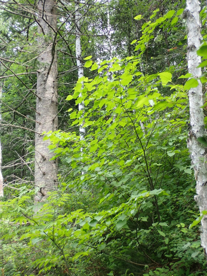 Tilia cordata subsp. sibirica photo 6