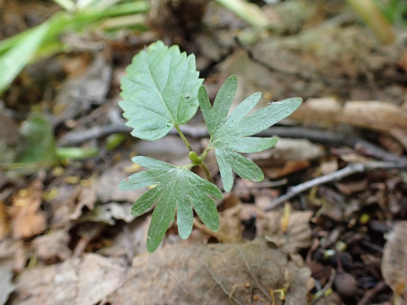 Tilia cordata subsp. sibirica photo 7