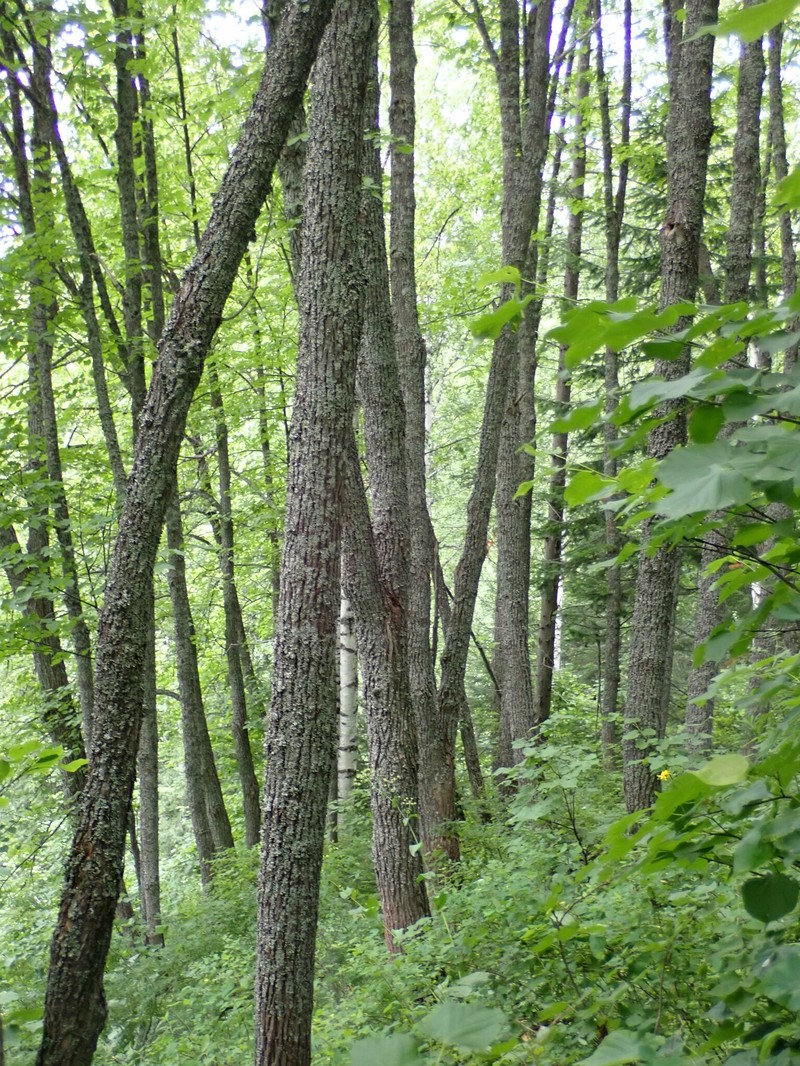 Tilia cordata subsp. sibirica photo 8