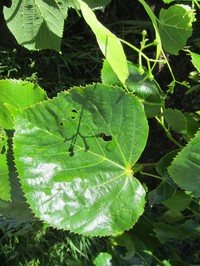 Tilia dasystyla