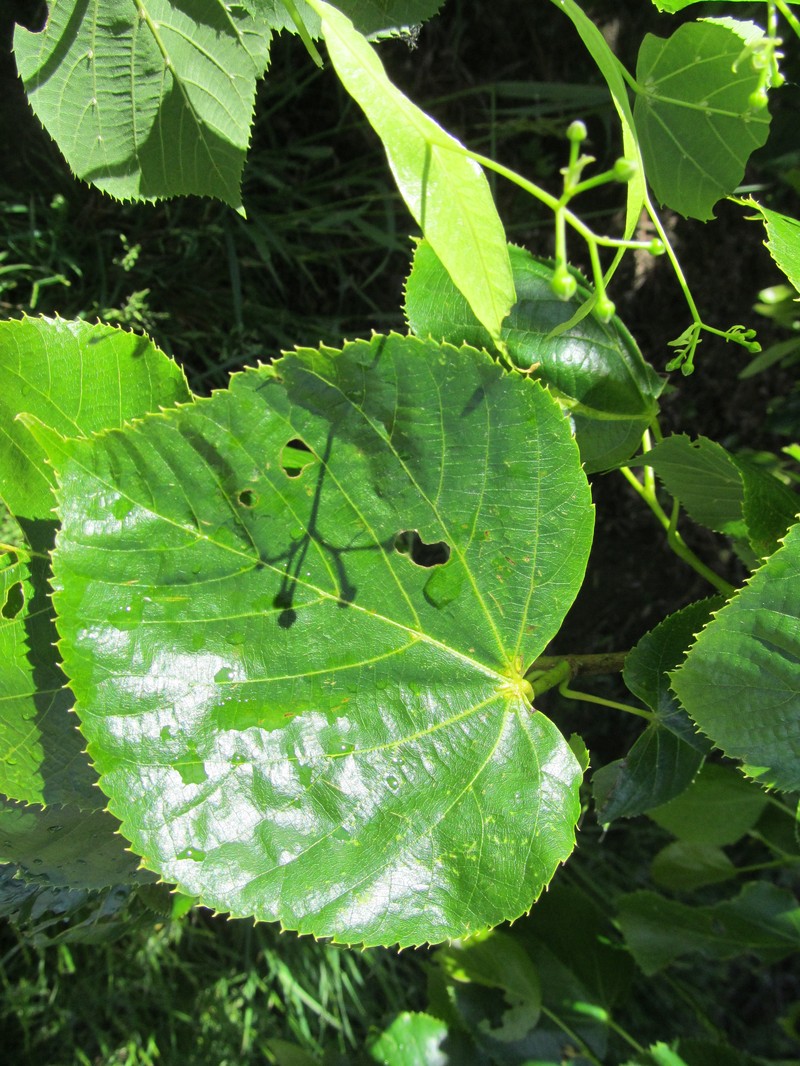 Tilia dasystyla