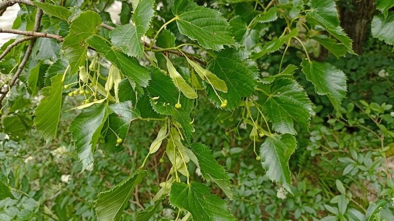 Tilia dasystyla photo 2