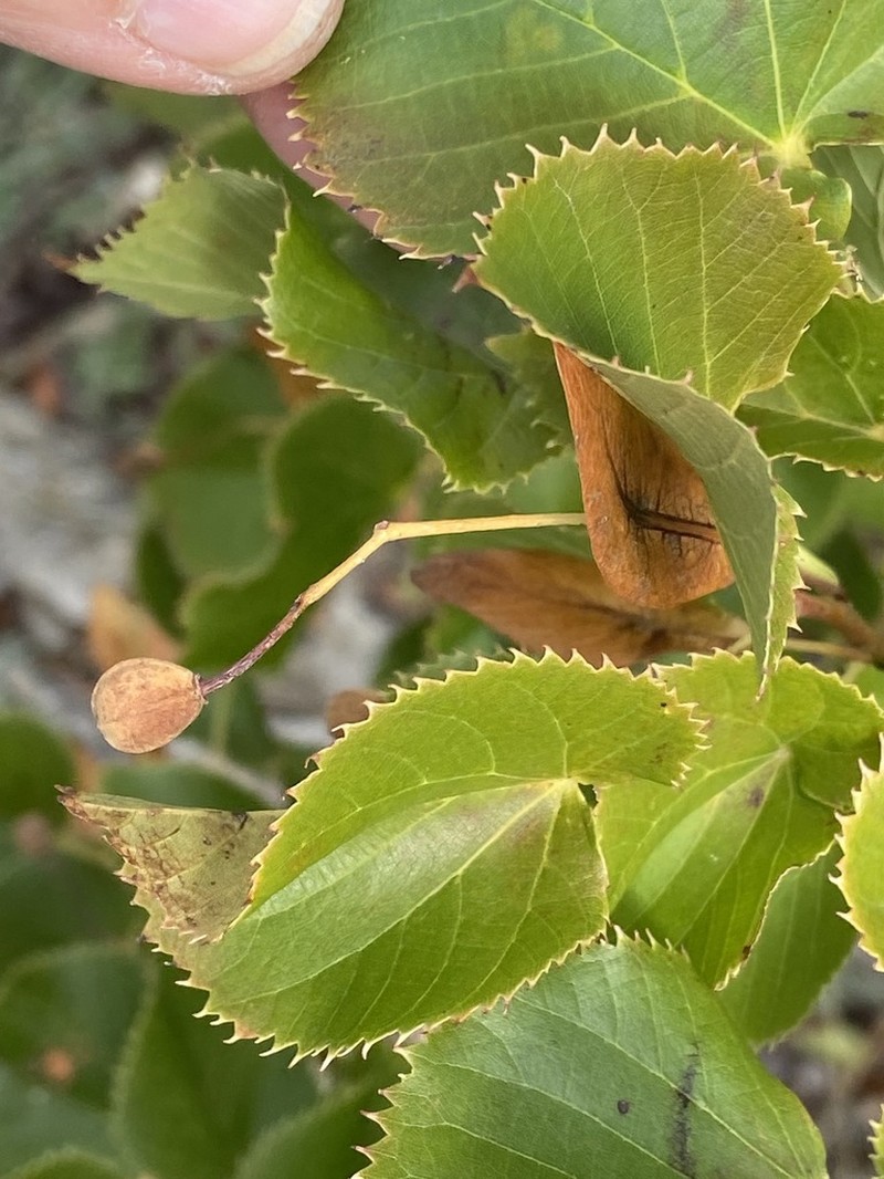 Tilia dasystyla photo 3