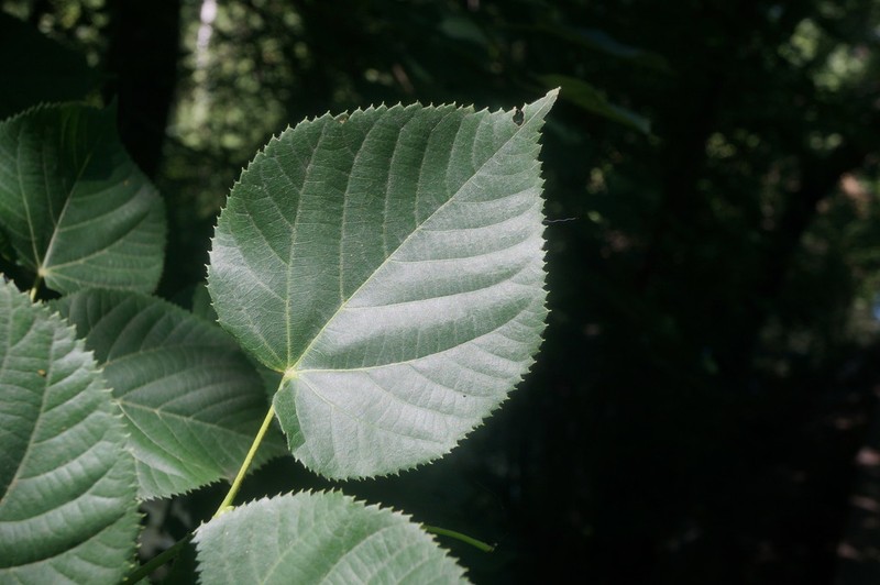 Tilia dasystyla photo 4