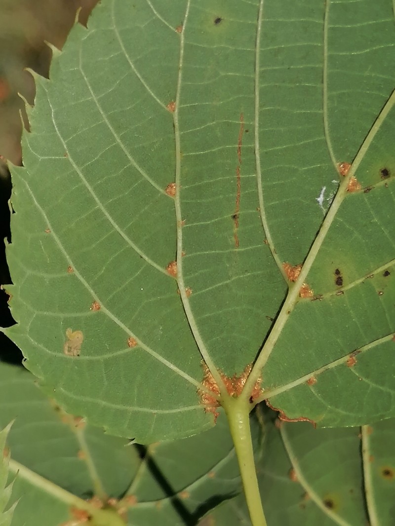 Tilia dasystyla photo 5