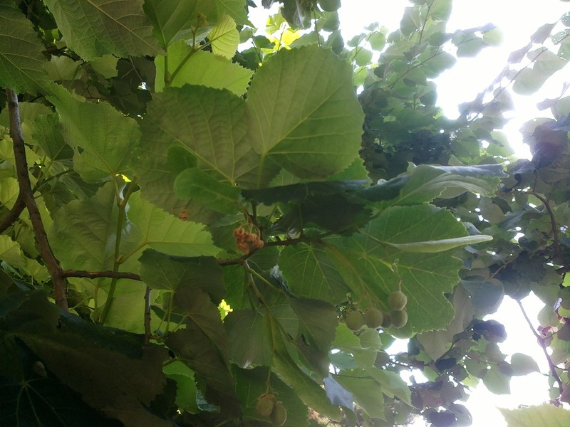 Tilia dasystyla photo 6