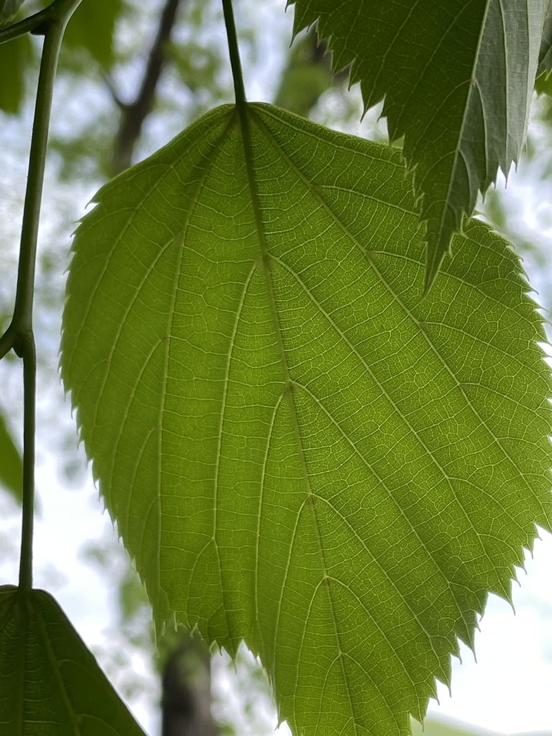 Tilia dasystyla photo 7