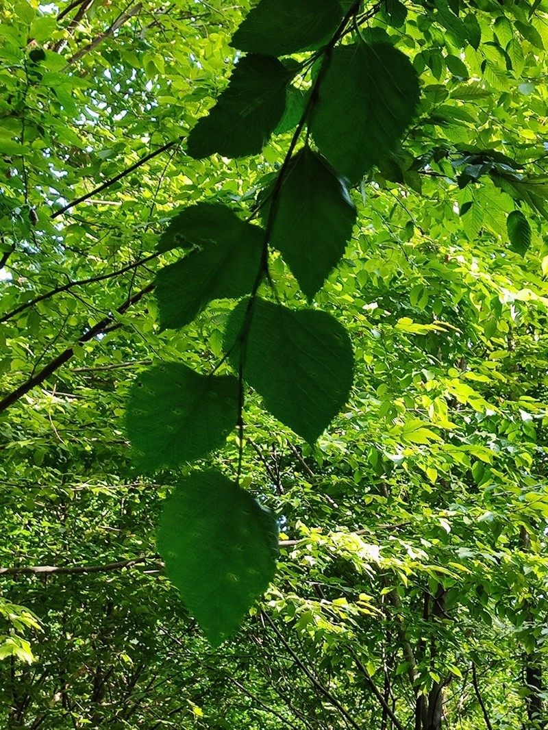 Tilia dasystyla photo 8