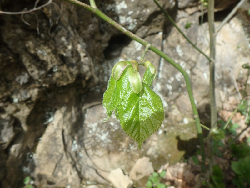 Tilia dasystyla subsp. caucasica