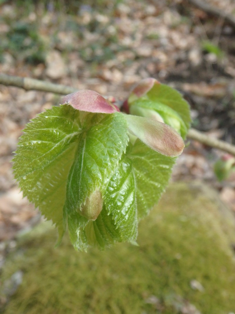 Tilia dasystyla subsp. caucasica photo 2