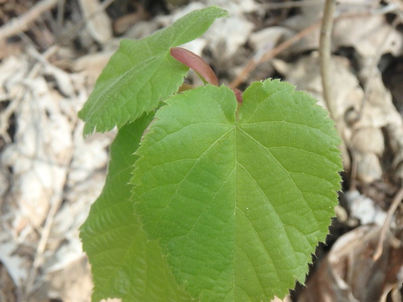 Tilia dasystyla subsp. caucasica photo 3