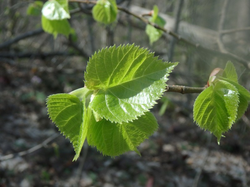 Tilia dasystyla subsp. caucasica photo 4