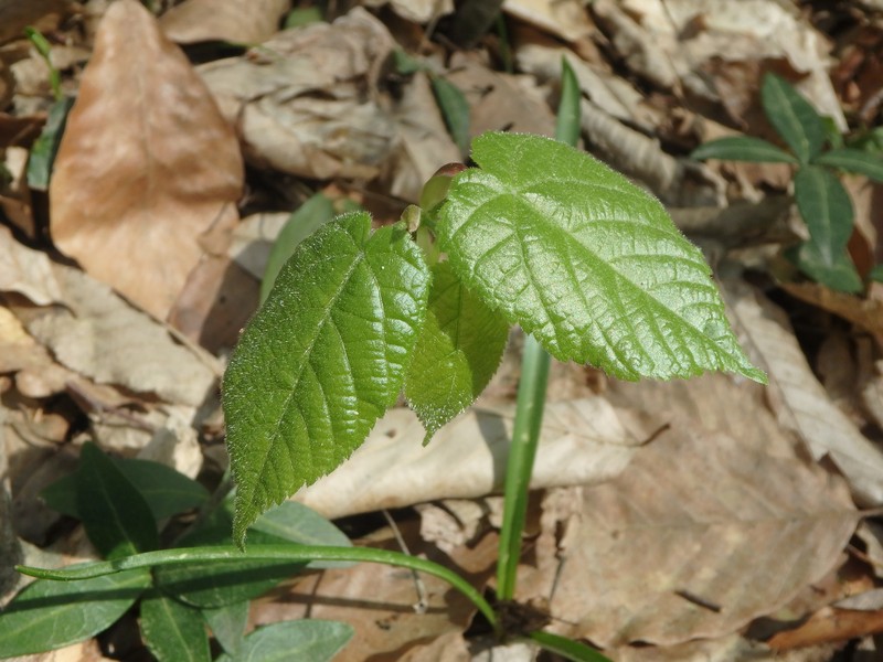 Tilia dasystyla subsp. caucasica photo 5