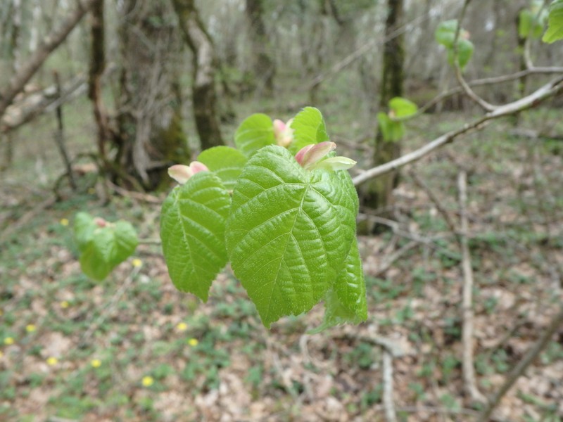 Tilia dasystyla subsp. caucasica photo 6