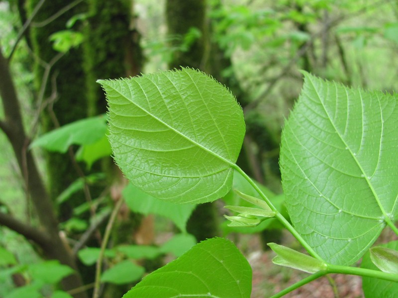 Tilia dasystyla subsp. caucasica photo 7