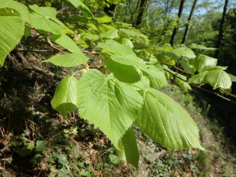 Tilia dasystyla subsp. caucasica photo 8