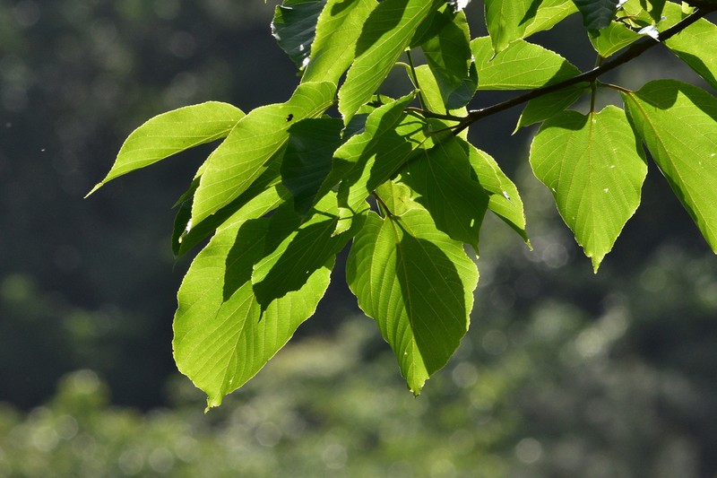 Tilia endochrysea