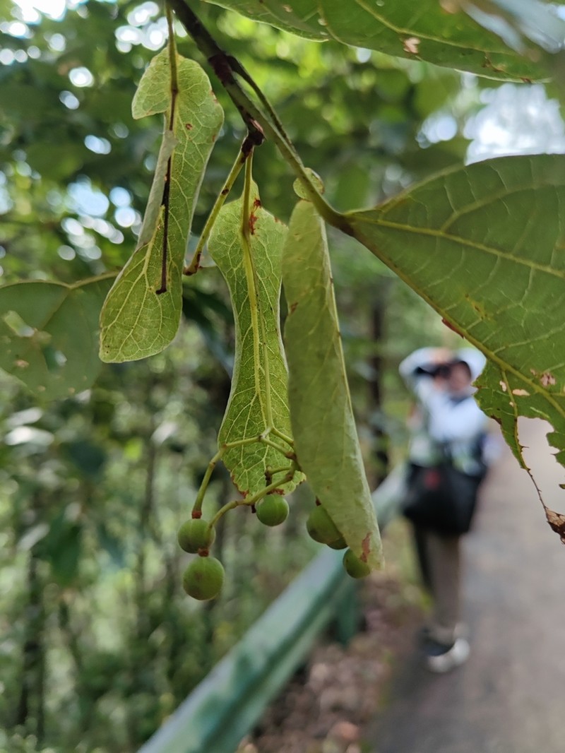 Tilia endochrysea photo 2