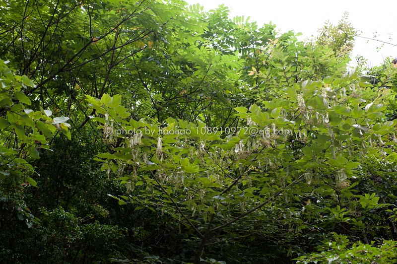 Tilia endochrysea photo 3