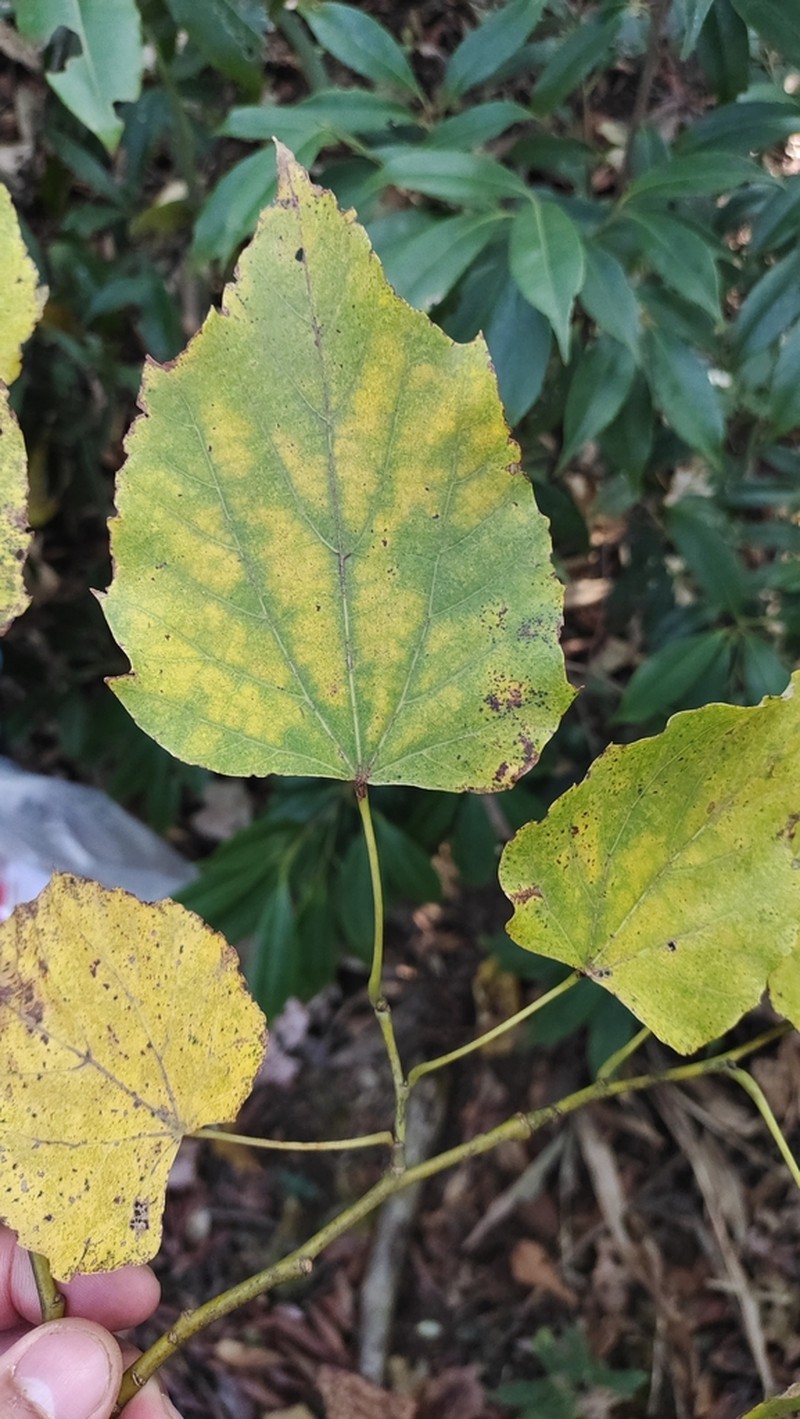 Tilia endochrysea photo 4
