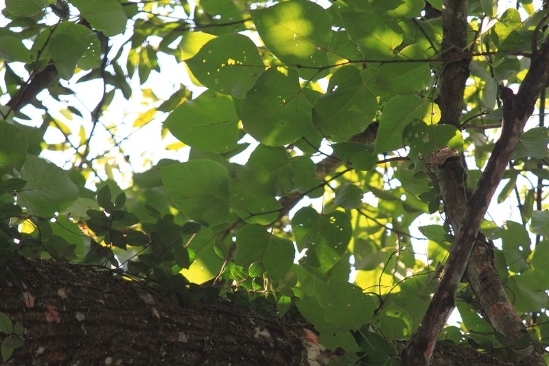 Tilia endochrysea photo 5