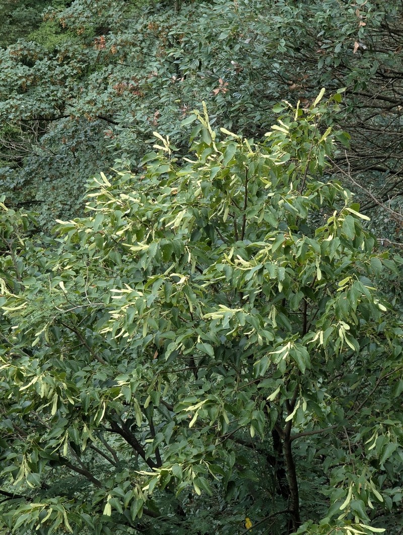 Tilia endochrysea photo 6