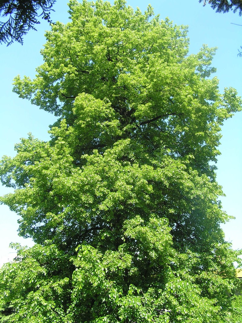 Caucasian Lime