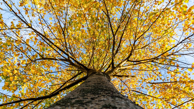 Common Linden photo 2