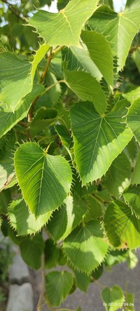 Tilia henryana