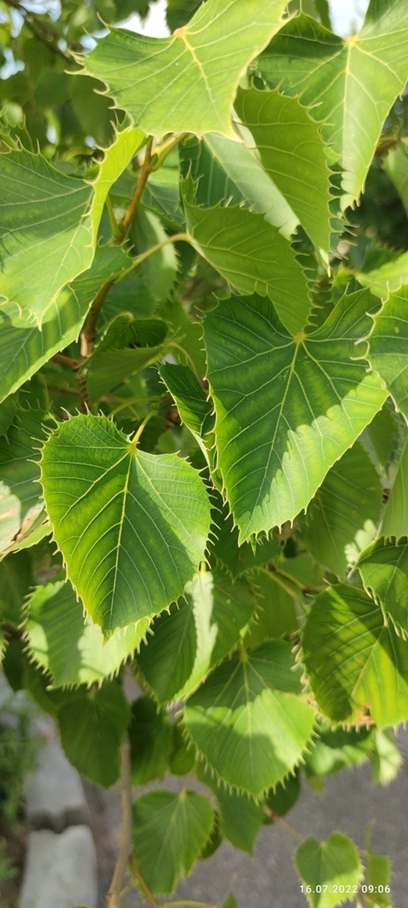 Tilia henryana
