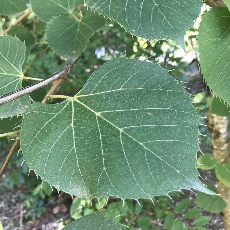 Tilia henryana photo 2