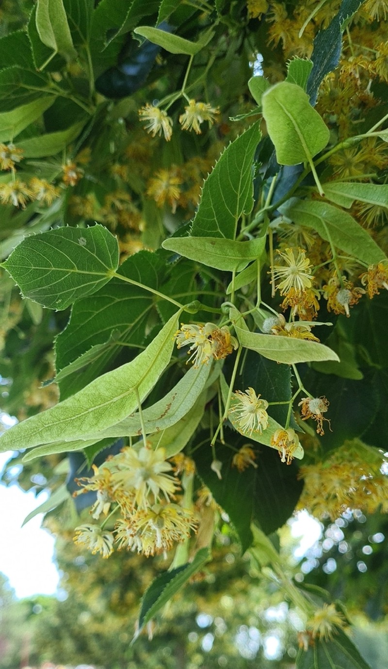 Tilia henryana photo 3