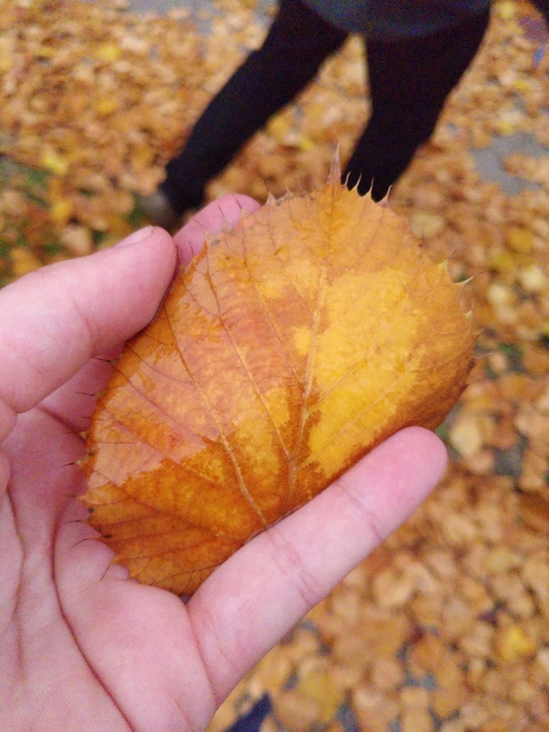 Tilia henryana photo 4