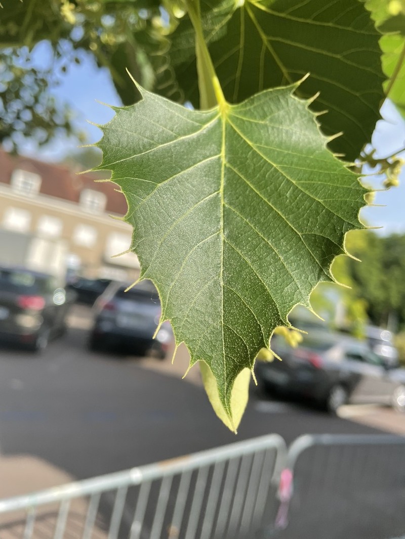 Tilia henryana photo 5