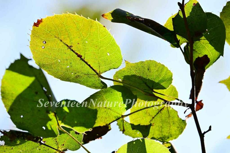 Tilia henryana photo 6