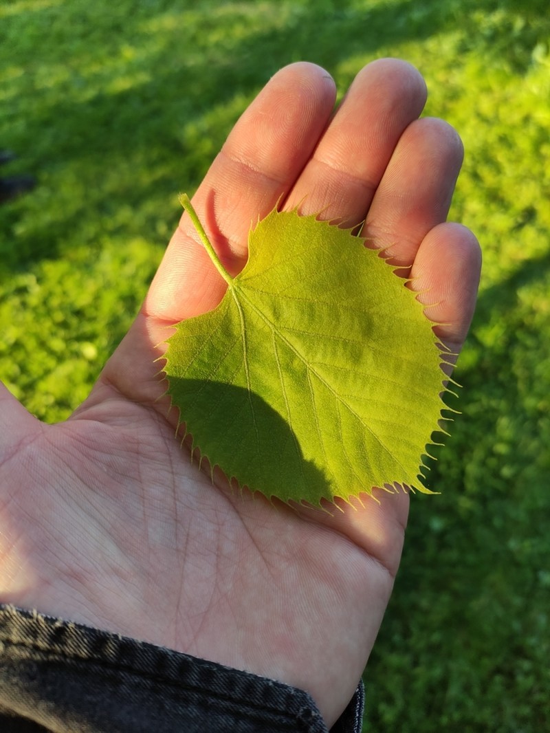 Tilia henryana photo 7
