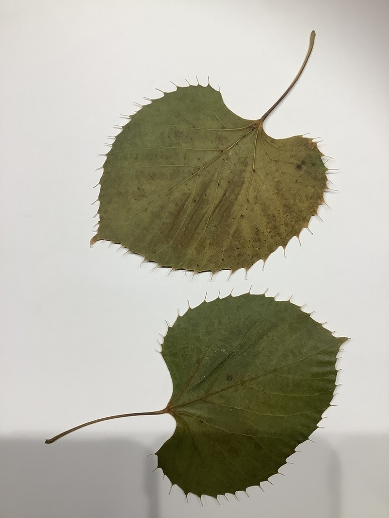 Tilia henryana photo 8