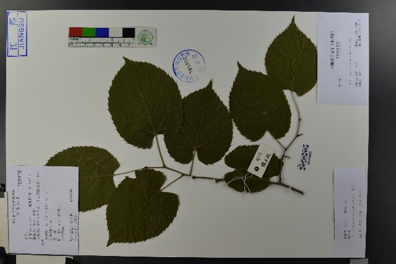 Tilia henryana var. subglabra