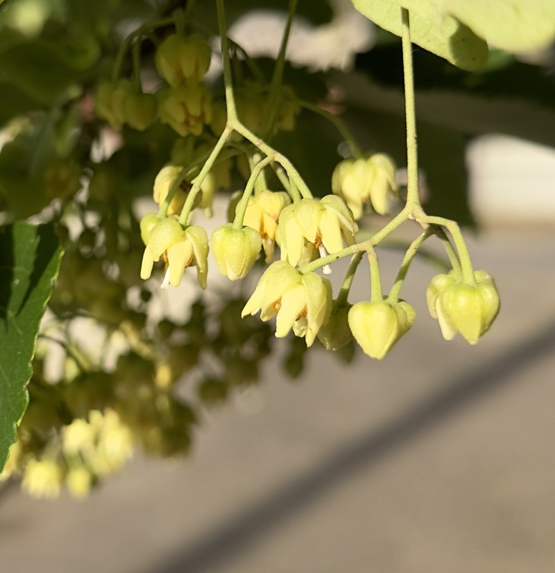 Japanese Lime photo 2