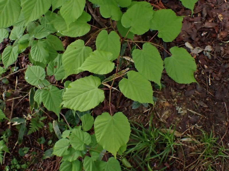 Japanese Lime photo 3