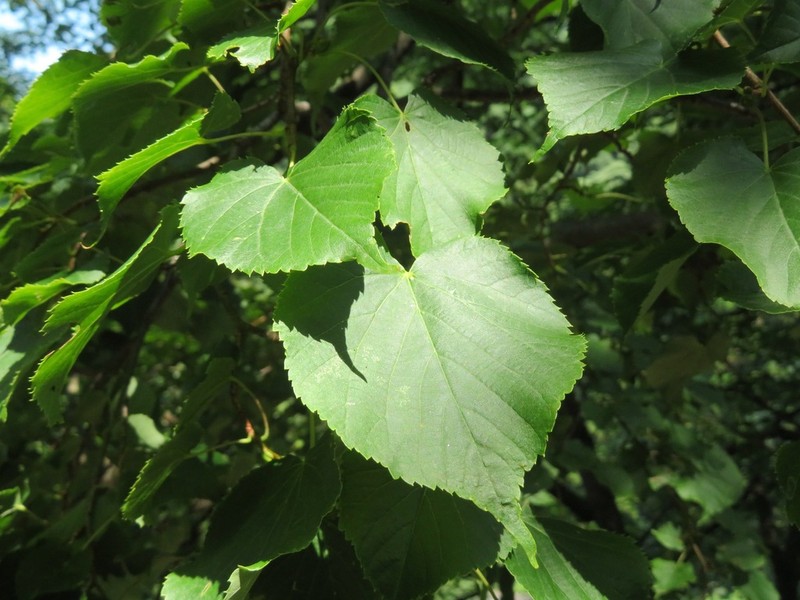 Japanese Lime photo 4