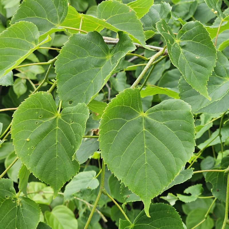 Japanese Lime photo 5