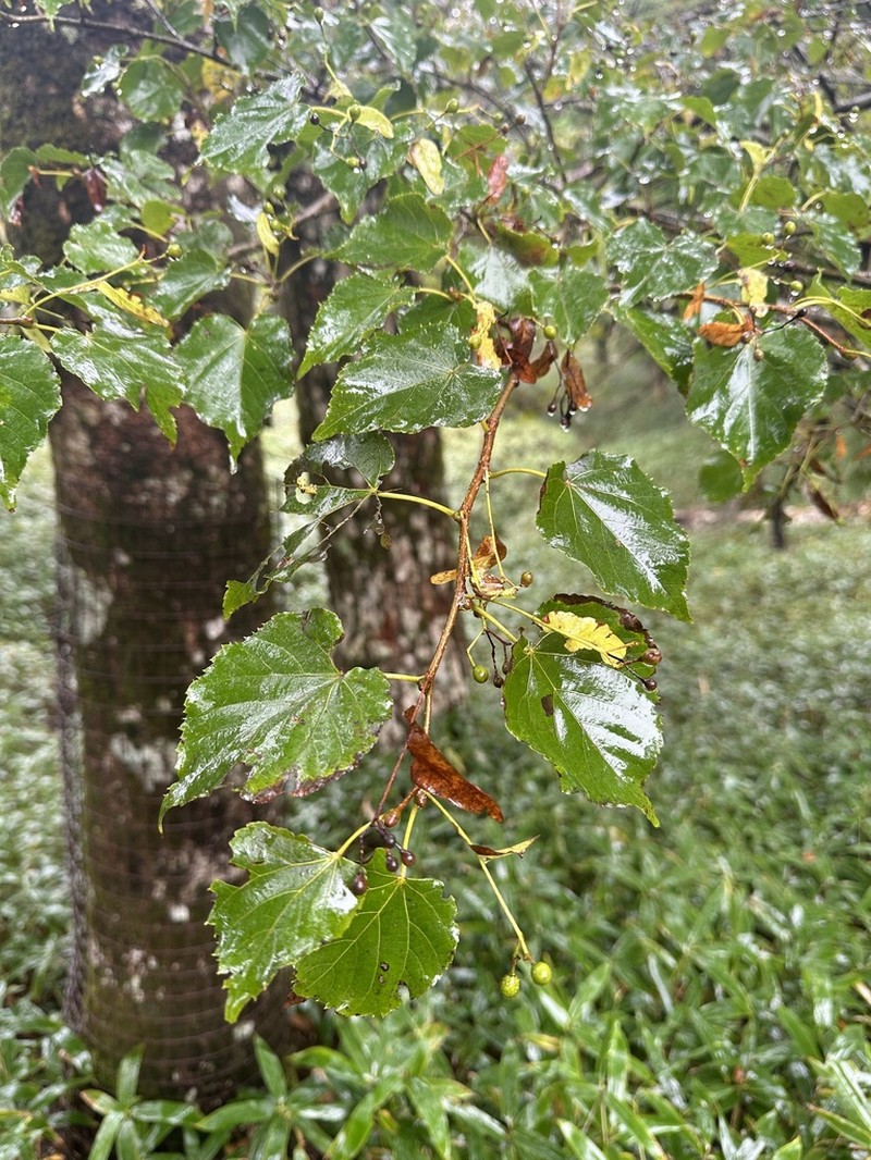 Japanese Lime photo 6
