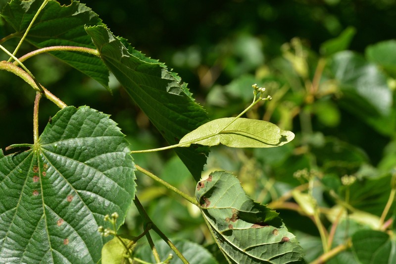Japanese Lime photo 7